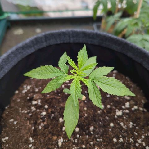 Lemon Haze Auto growlog timeline photo