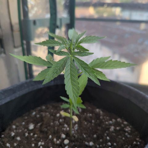 Lemon Haze Auto growlog timeline photo