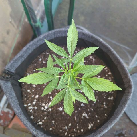 Lemon Haze Auto growlog timeline photo
