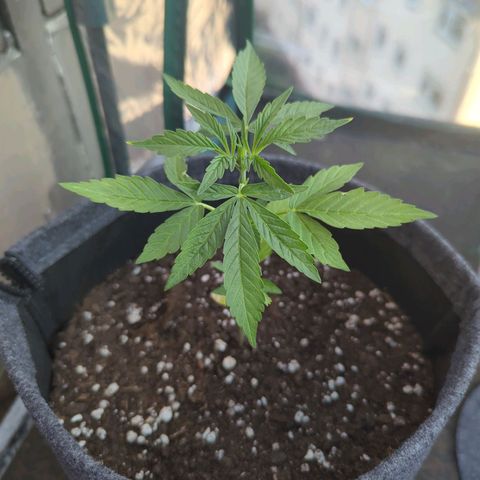 Lemon Haze Auto growlog timeline photo