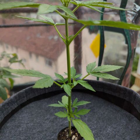 Lemon Haze Auto growlog timeline photo