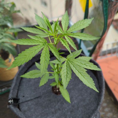 Lemon Haze Auto growlog timeline photo