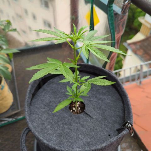 Lemon Haze Auto growlog timeline photo