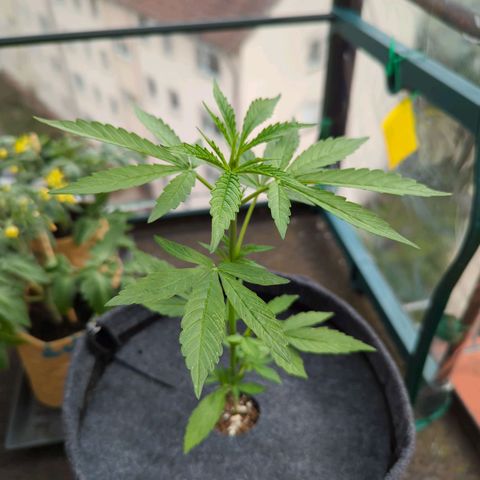 Lemon Haze Auto growlog timeline photo