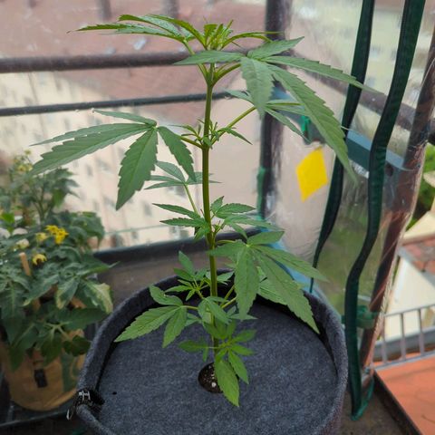 Lemon Haze Auto growlog timeline photo