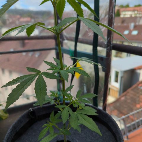 Lemon Haze Auto growlog timeline photo