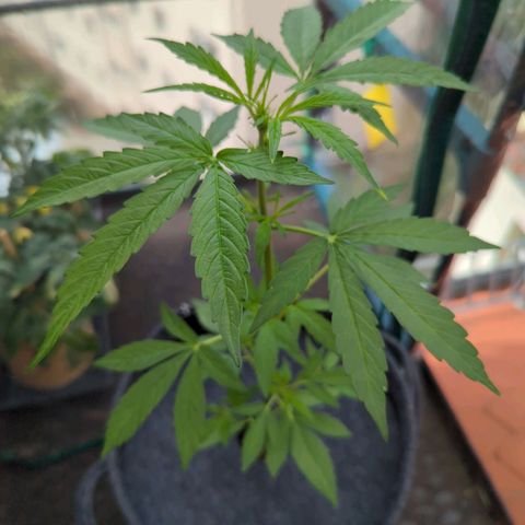 Lemon Haze Auto growlog timeline photo