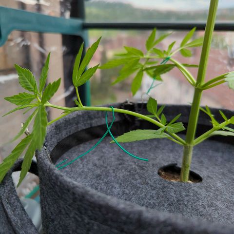 Lemon Haze Auto growlog timeline photo