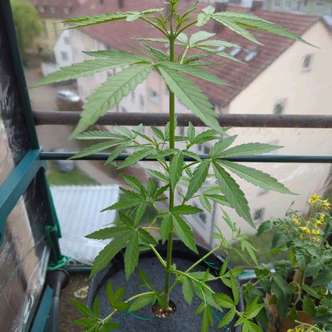 Lemon Haze Auto growlog timeline photo
