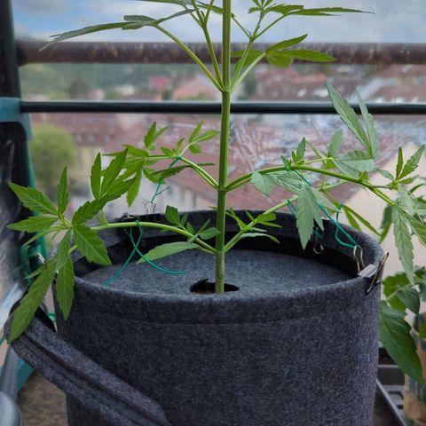 Lemon Haze Auto growlog timeline photo