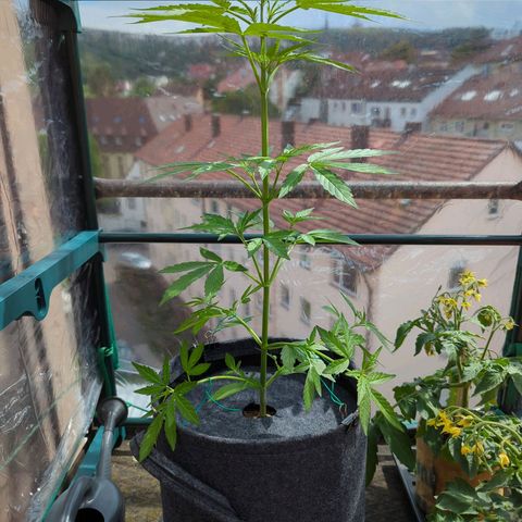 Lemon Haze Auto growlog timeline photo