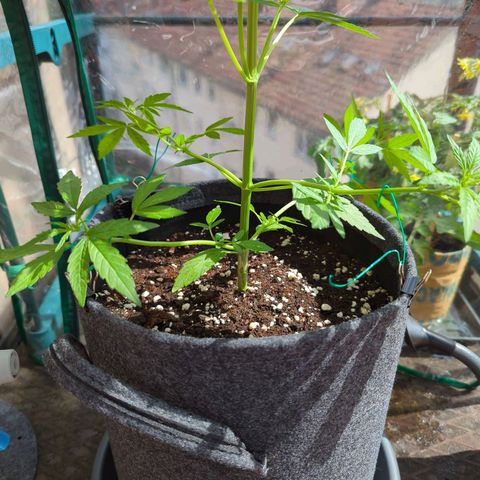 Lemon Haze Auto growlog timeline photo
