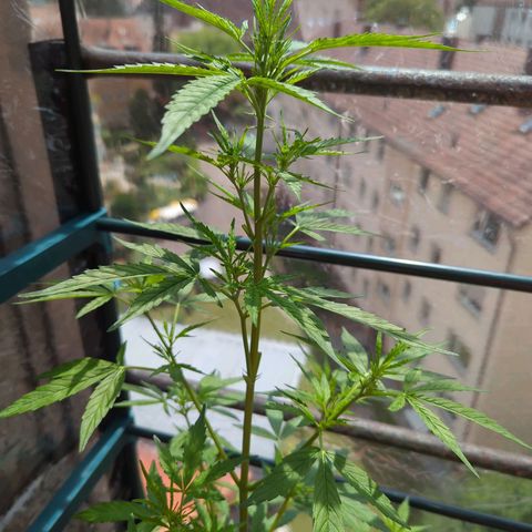 Lemon Haze Auto growlog timeline photo