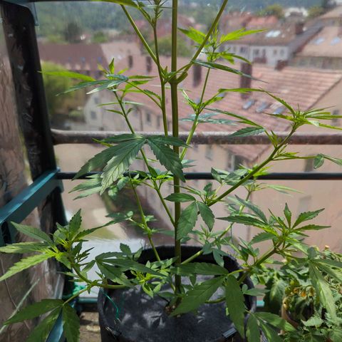 Lemon Haze Auto growlog timeline photo