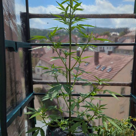 Lemon Haze Auto growlog timeline photo