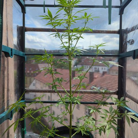 Lemon Haze Auto growlog timeline photo