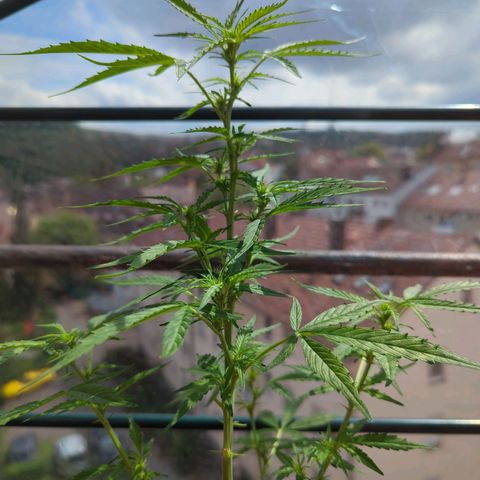 Lemon Haze Auto growlog timeline photo