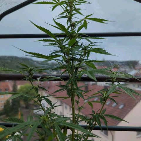 Lemon Haze Auto growlog timeline photo