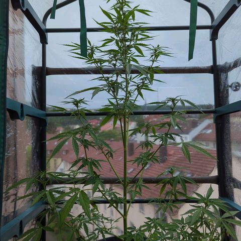 Lemon Haze Auto growlog timeline photo