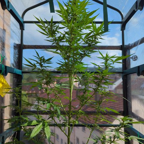 Lemon Haze Auto growlog timeline photo