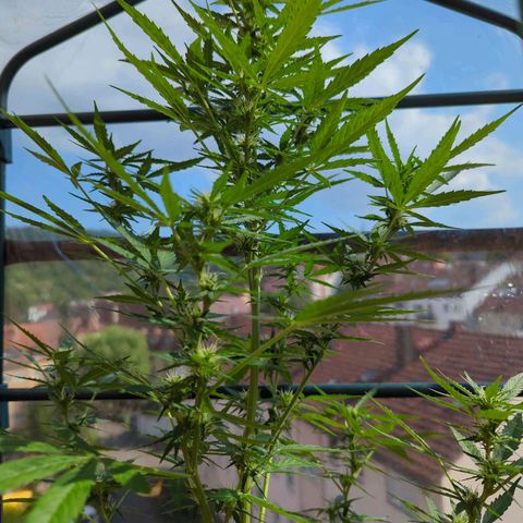 Lemon Haze Auto growlog timeline photo
