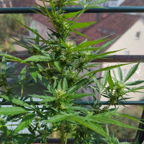 Lemon Haze Auto growlog timeline photo
