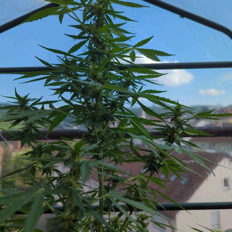 Lemon Haze Auto growlog timeline photo