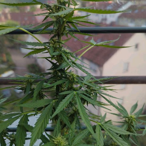 Lemon Haze Auto growlog timeline photo