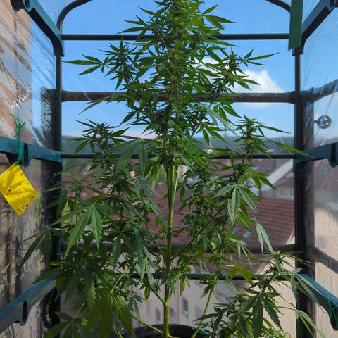 Lemon Haze Auto growlog timeline photo
