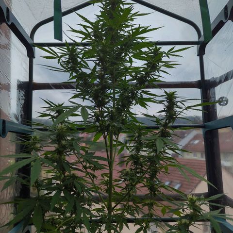 Lemon Haze Auto growlog timeline photo