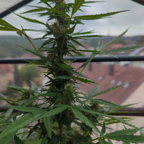 Lemon Haze Auto growlog timeline photo