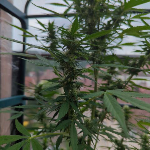 Lemon Haze Auto growlog timeline photo