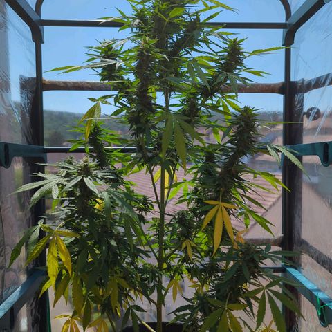 Lemon Haze Auto growlog timeline photo