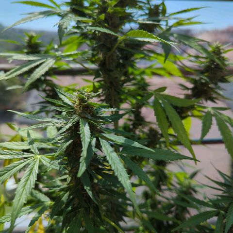 Lemon Haze Auto growlog timeline photo