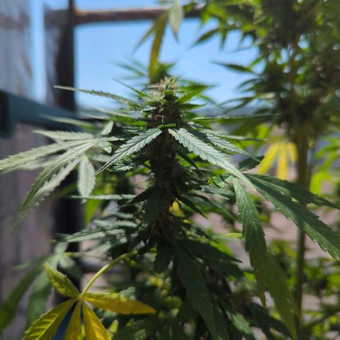 Lemon Haze Auto growlog timeline photo