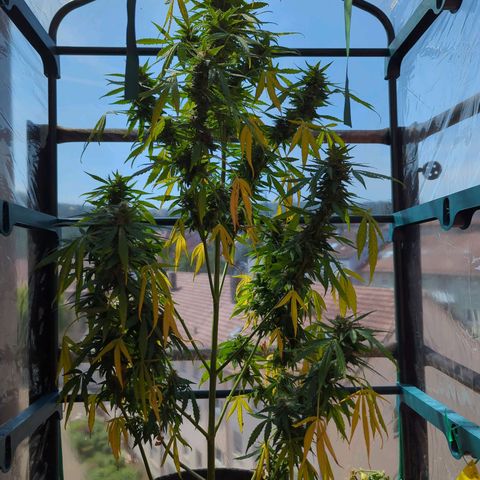 Lemon Haze Auto growlog timeline photo