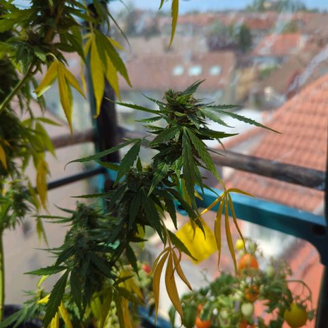 Lemon Haze Auto growlog timeline photo
