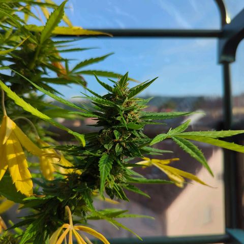 Lemon Haze Auto growlog timeline photo