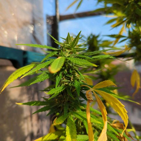 Lemon Haze Auto growlog timeline photo