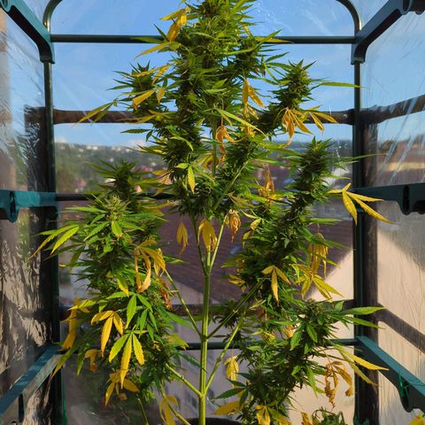 Lemon Haze Auto growlog timeline photo