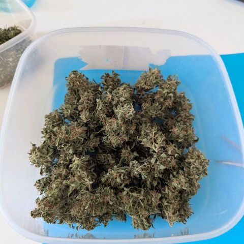 Lemon Haze Auto growlog timeline photo