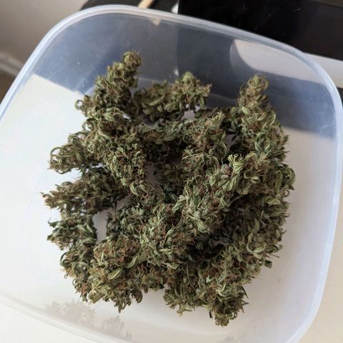 Lemon Haze Auto growlog timeline photo