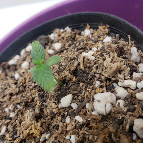 Maceta Naranja 4L growlog photo: Asoma primer par de hojas 😃