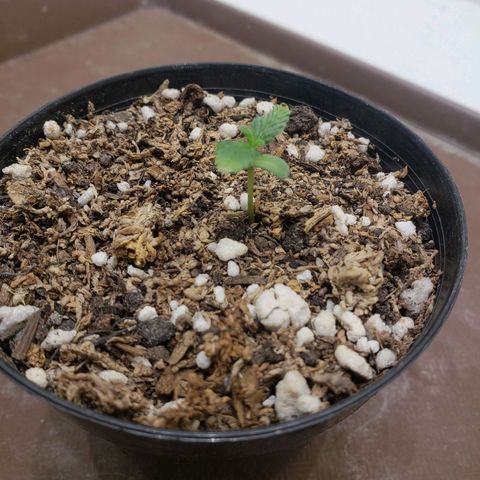 Maceta Naranja 4L growlog timeline photo