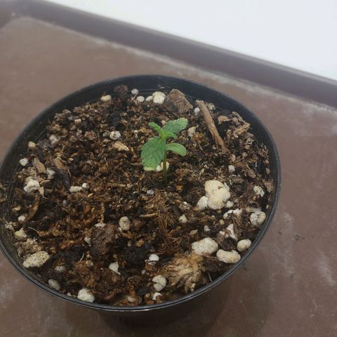 Maceta Naranja 4L growlog photo: Regada 🌱