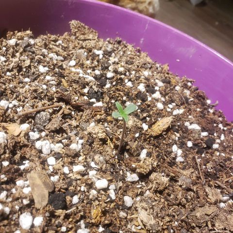 Maceta Violeta 4L growlog photo: De ayer esta! Hoy cambio de ambiente al indoor