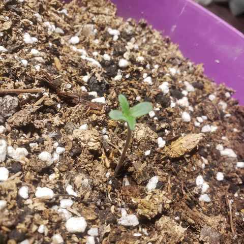 Maceta Violeta 4L growlog timeline photo
