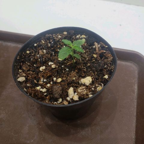 Maceta Naranja 4L growlog timeline photo