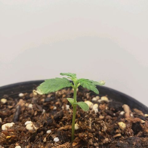 Maceta Naranja 4L growlog timeline photo