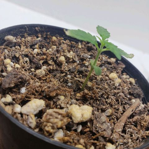 Maceta Naranja 4L growlog timeline photo